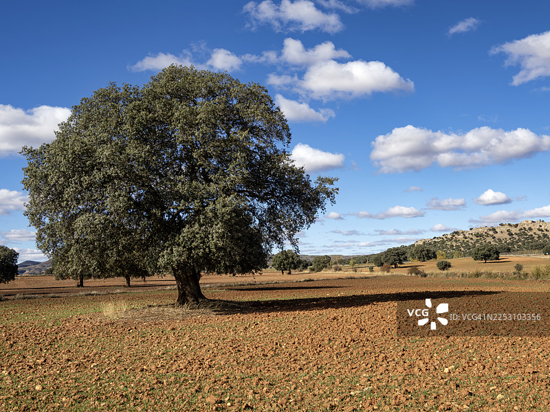秋季播种的农田景观，点缀着大型冬青栎树。图片素材