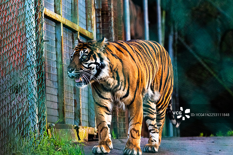 Sumatran Tiger in captivity图片素材