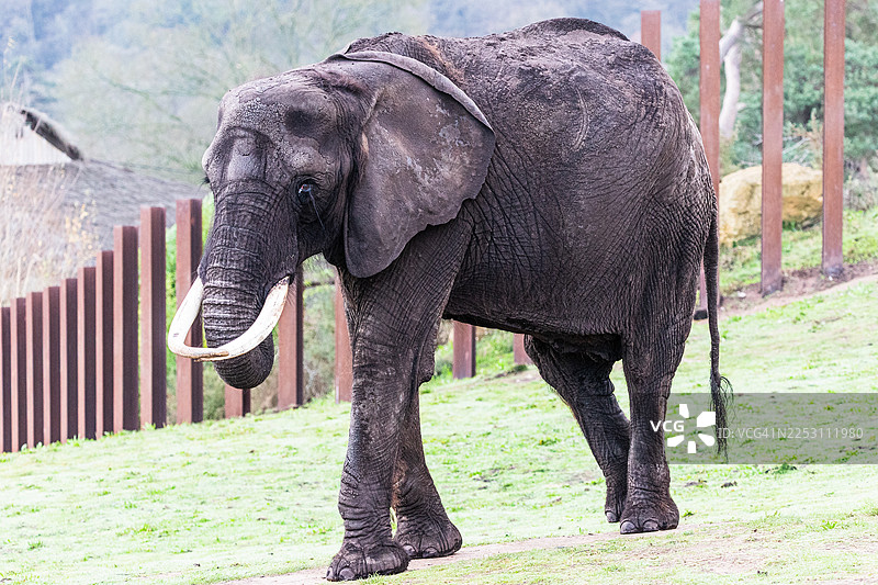 非洲象正在行进图片素材