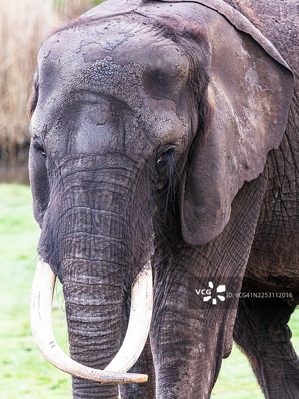 非洲象肖像图片素材