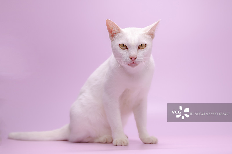 可爱的猫咪造型，猫咪坐着，在柔和的背景上露出好奇的表情。图片素材