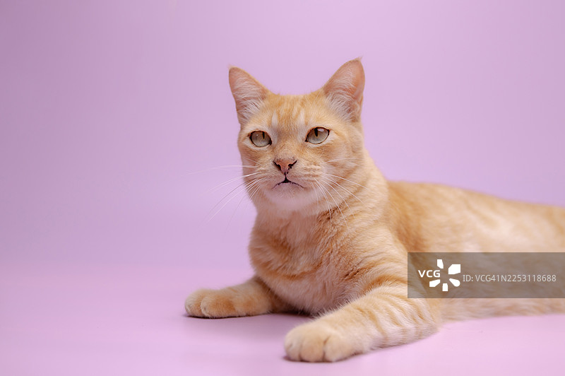 可爱的猫咪姿势，猫咪坐在粉彩背景上，好奇地张望着。图片素材