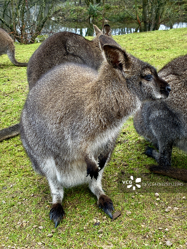 红颈袋鼠图片素材