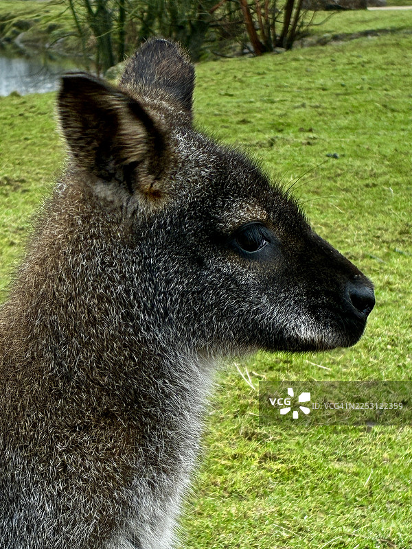红颈岩袋鼠图片素材