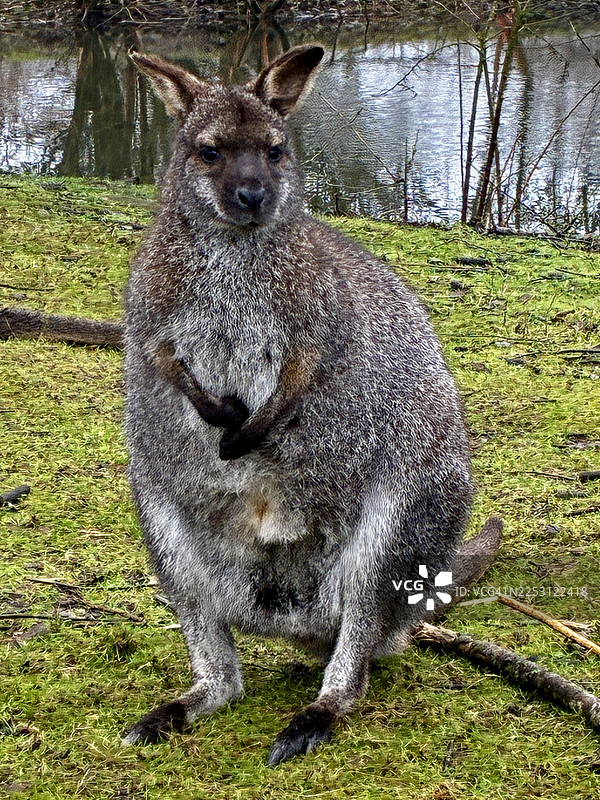 红颈袋鼠图片素材