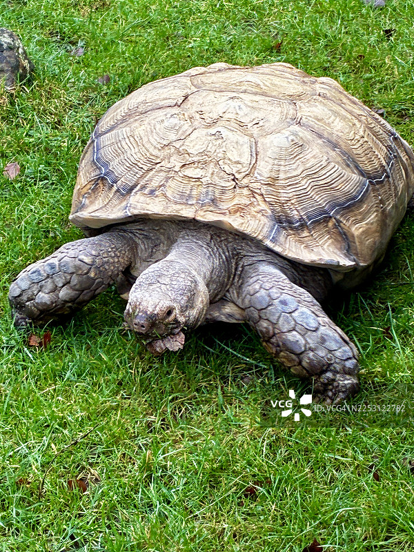 非洲苏卡达陆龟 (Centrochelys sulcata)图片素材