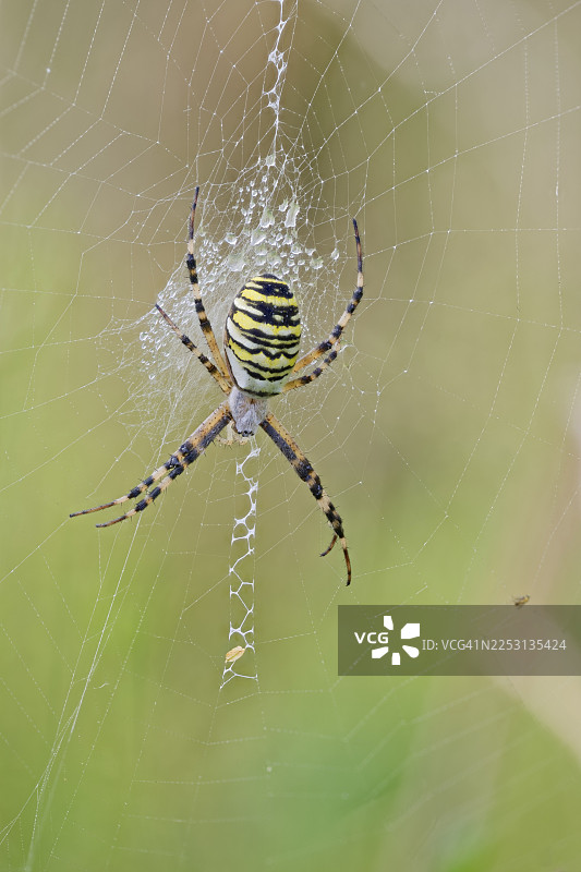 黄蜂织网蛛，Argiope bruennichi，黄蜂织网蛛，下萨克森，德国图片素材