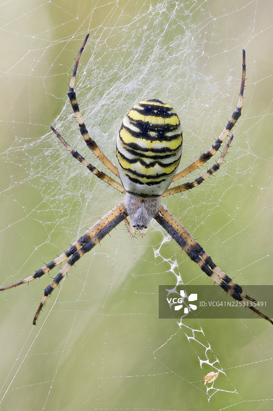 黄蜂织网蛛（Argiope bruennichi），德国下萨克森州图片素材