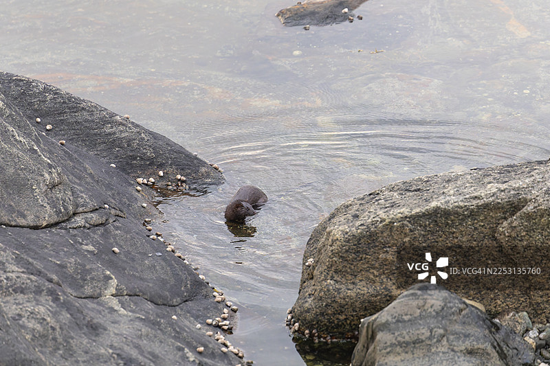 美国水貂（Mustela vison）是一种优雅的捕食者，生活在挪威博德附近的诺尔兰海岸，在峡湾岩石间熟练地觅食。图片素材