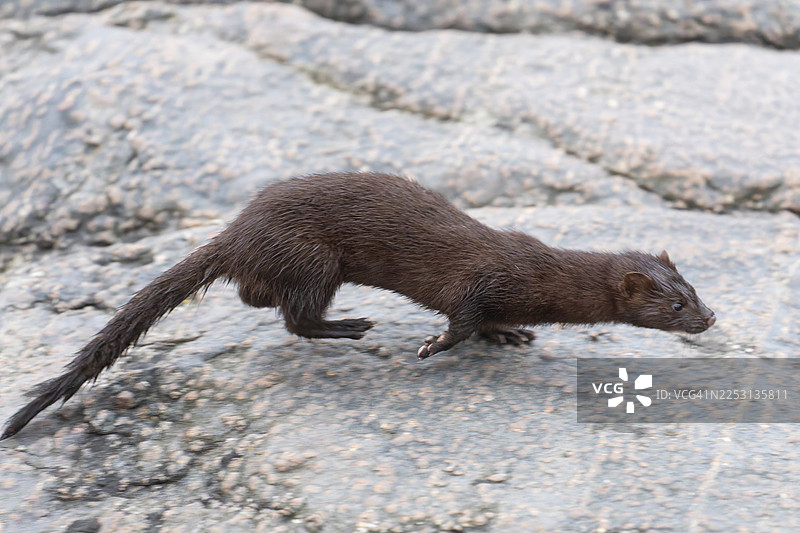 美国水貂（Mustela vison）是一种优雅的掠食者，生活在挪威博德附近的诺尔兰峡湾海边，它在韦斯特峡湾的岩石间熟练地搜寻食物。图片素材