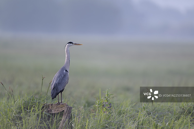 德国下萨克森州，灰苍鹭（Ardea cinerea）在晨雾弥漫的荒野中图片素材