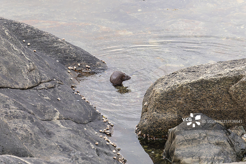 美洲水貂（Mustela vison）是一种优雅的掠食者，生活在挪威博德附近诺尔兰郡峡湾海边的岩石丛中，在那里它熟练地搜寻食物。图片素材
