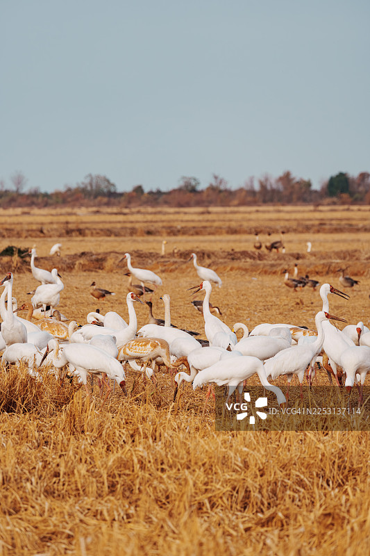 白鹤迁徙南方过冬觅食。图片素材
