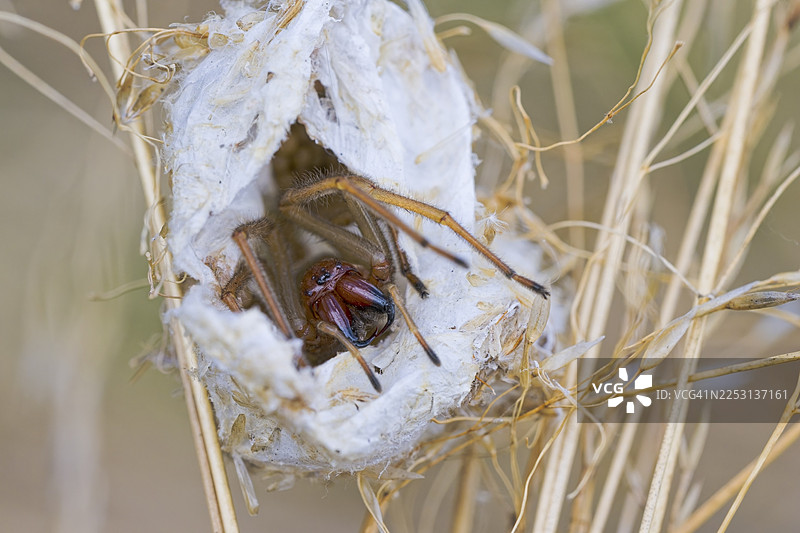 德国萨克森-安哈尔特州的雌性黄囊蛛(Cheiracanthium punctorium),刺伤了护士的手指图片素材