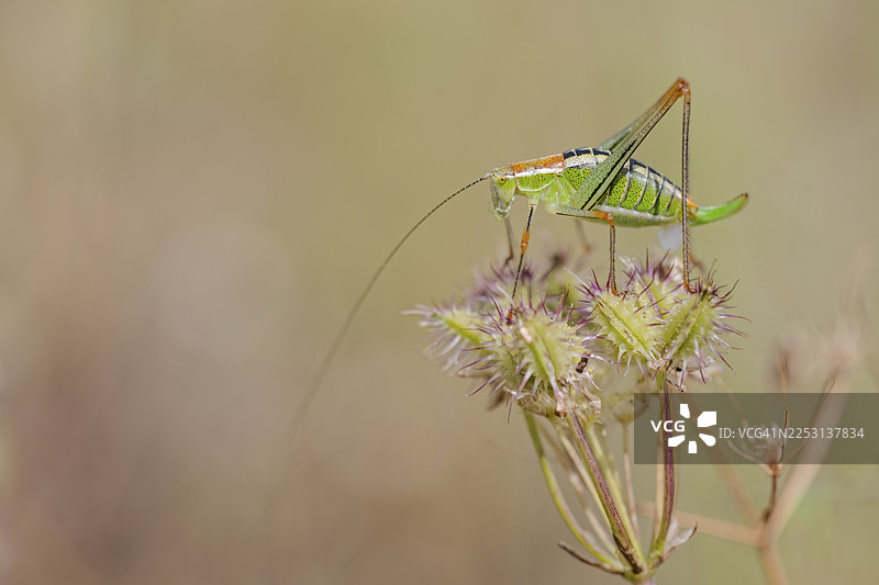 蚱蜢若虫，Poecilimon mytilenensis，米蒂利尼亮色灌木蝗虫若虫，希腊科孚岛图片素材