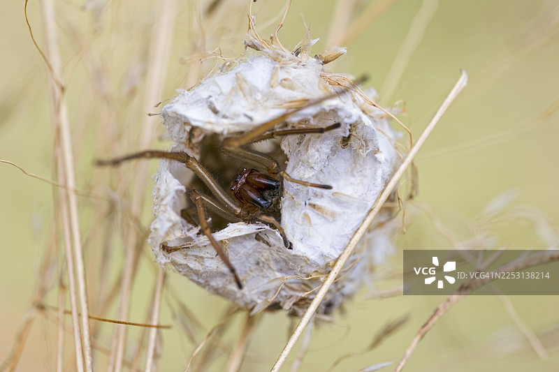 德国萨克森-安哈尔特州的雌性黄囊蛛(Cheiracanthium punctorium)刺伤女性护士的手指图片素材