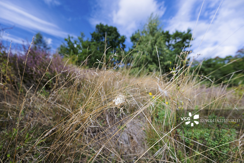 一名女护士的手指被黄囊蛛(Cheiracanthium punctorium)咬伤,该蜘蛛在德国萨克森-安哈尔特州有分布。图片素材