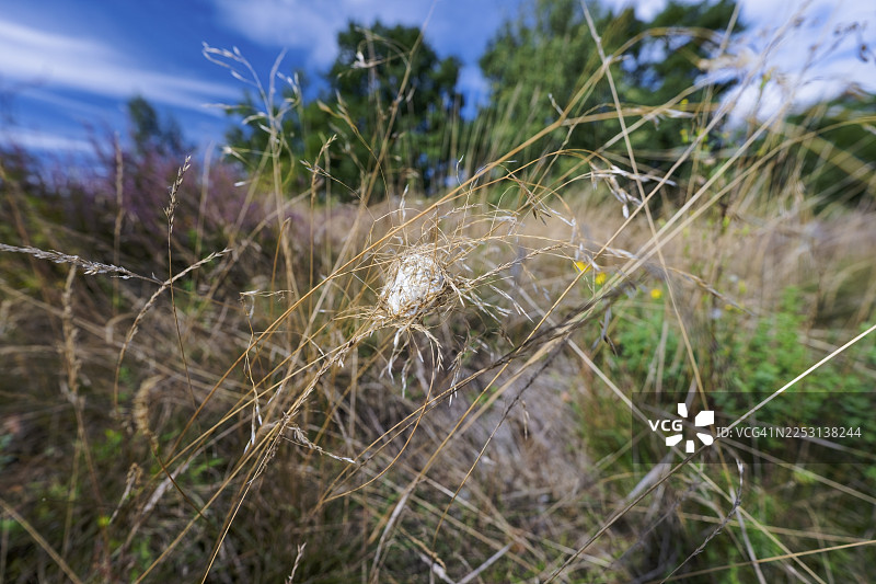 德国萨克森-安哈尔特州的雌性黄囊蛛(Cheiracanthium punctorium)咬伤女护士的手指图片素材