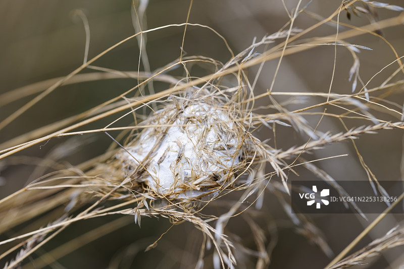 德国萨克森-安哈尔特州的雌性黄囊蛛（Cheiracanthium punctorium）刺伤女性护士的手指图片素材