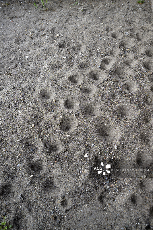 蚁狮跳虫，蚁狮，萨福克蚁狮，下萨克森，德国图片素材