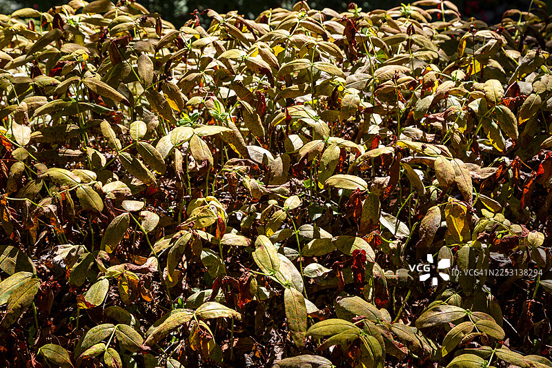 大贯叶金丝桃图片素材