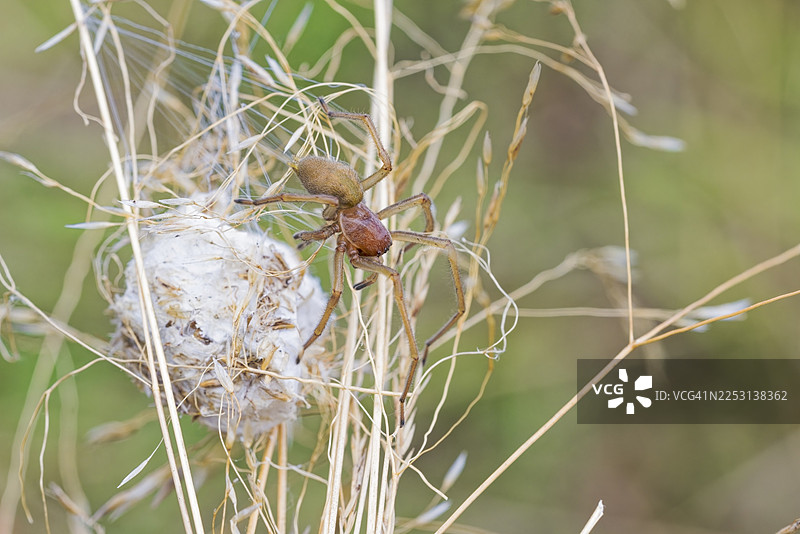 德国萨克森-安哈尔特州,雌性黄囊蛛(Cheiracanthium punctorium)刺伤女护士的手指图片素材