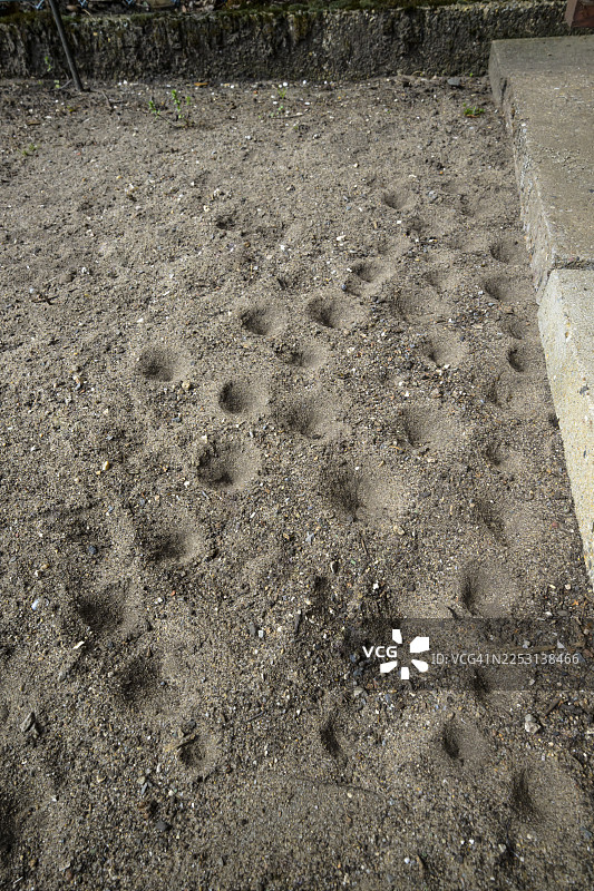 蚁蛉幼虫，Euroleon nostras，萨福克蚁蛉，下萨克森，德国图片素材