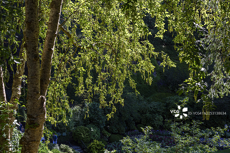 道格拉斯冷杉树特写图片素材