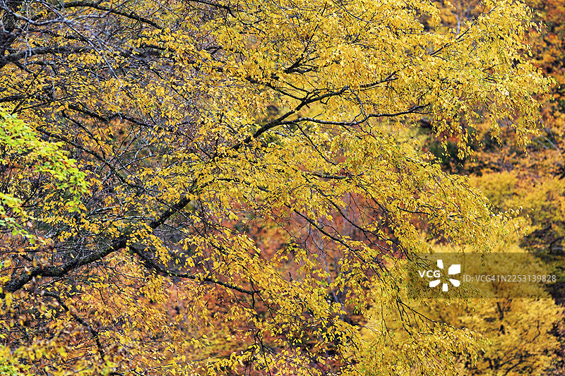 秋叶，印第安夏，莫霍克小径风景道，马萨诸塞州，新英格兰，美国图片素材