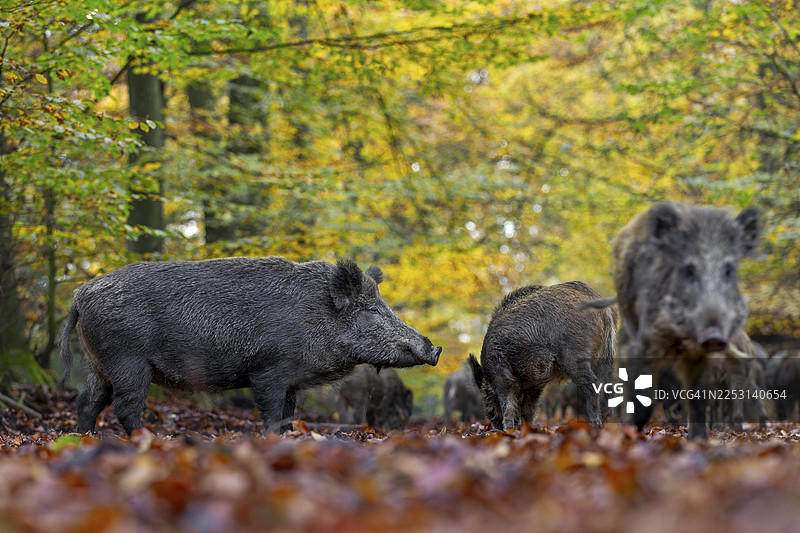 一群野猪（Sus scrofa）在德国的落叶林中秋季觅食图片素材