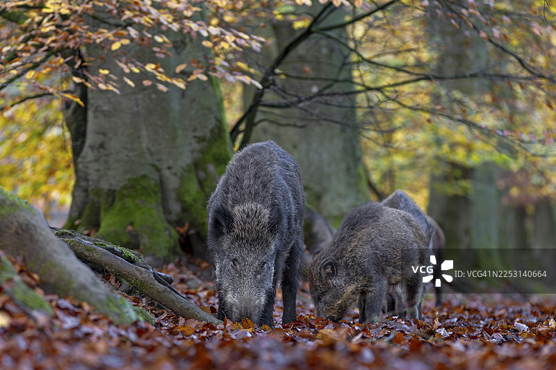 野猪（Sus scrofa）和鱼苗觅食，秋季，德国图片素材