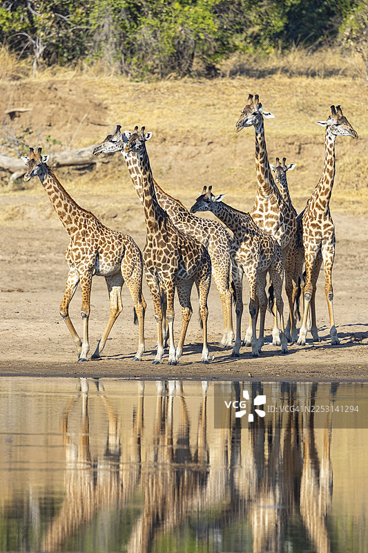 Thornicroft's Giraffe (Giraffa camelopardalis thornicrofti) Luangwa River valley Zambia August图片素材
