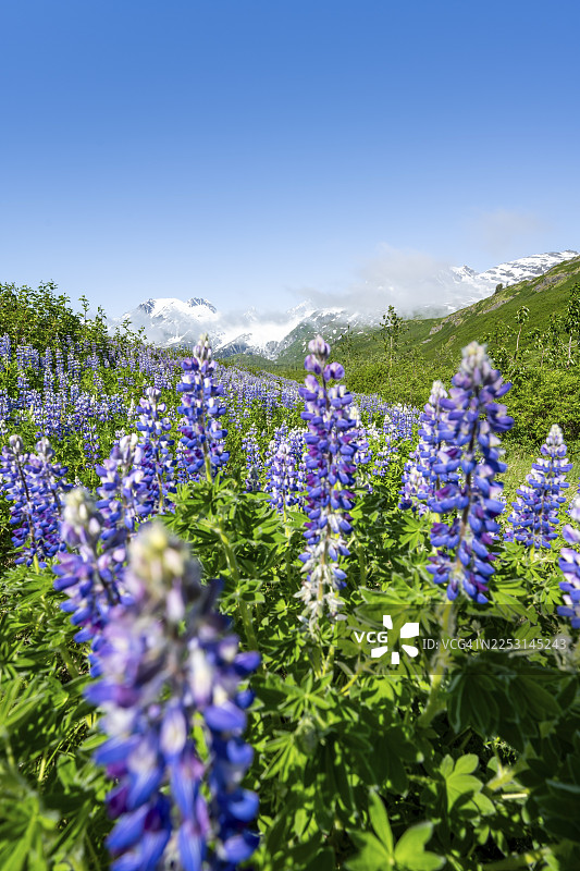 阿拉斯加育空地区风景如画的理查森高速公路，盛开的诺特卡鲁冰岛羽扇豆，背景是冰川覆盖的沃辛顿冰川山峰，楚加奇山脉，阿拉斯加，美国图片素材