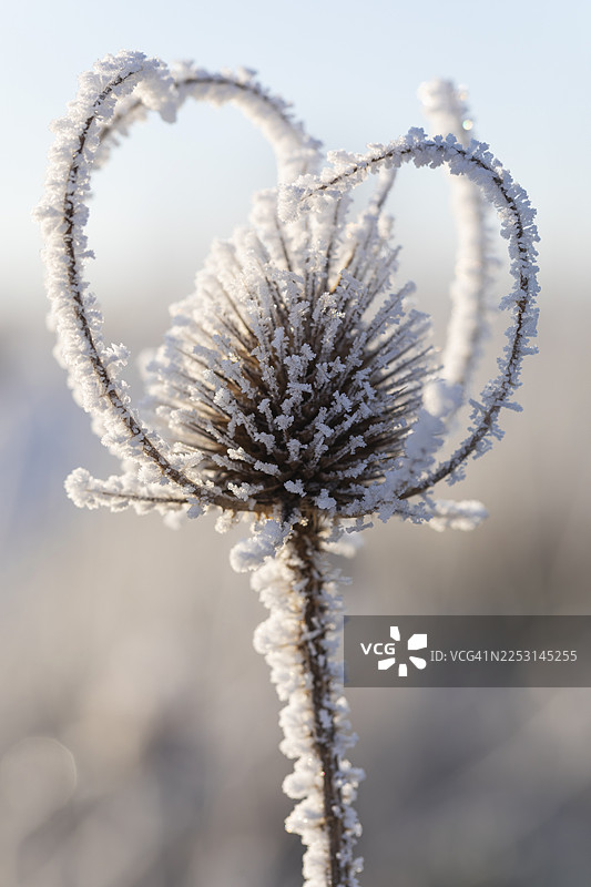 在冬日阳光照射下，覆盖着闪亮冰晶的野剑麻（Dipsacus fullonum）令人印象深刻的微距镜头。这张照片展示了德国施瓦本汝拉地区大自然的壮丽美景，捕捉到了冰霜植物迷人的细节。图片素材
