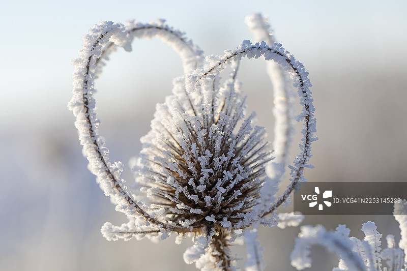 德国施瓦本汝拉地区野生荛花（Dipsacus fullonum）的宏观特写，在冬日阳光照耀下，全身覆盖着闪闪发光的冰晶，展现了自然之美，捕捉了冰霜植物令人着迷的细节。图片素材