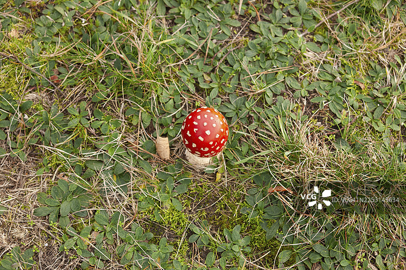 毒蝇伞（Amanita muscaria），森林边缘，韦斯特沃尔德市特博尔格，格罗宁根省，荷兰图片素材