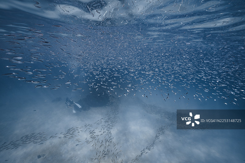 自由潜水者在水下被成群的小鱼包围图片素材