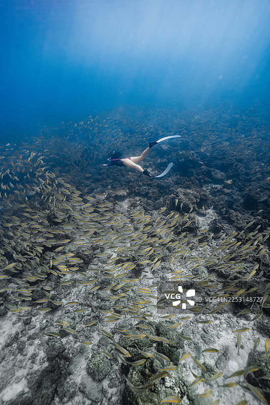 潜水者被鱼群环绕在水下图片素材