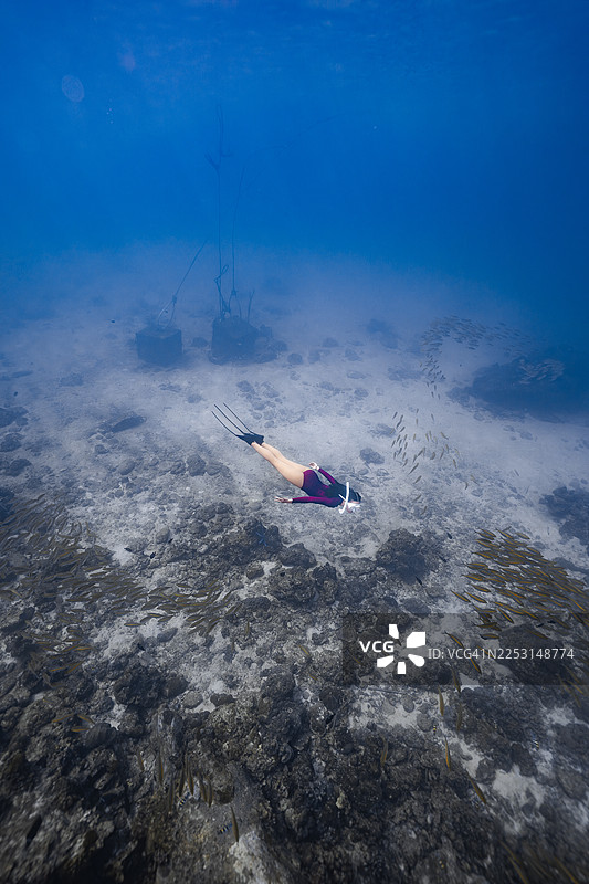 潜水员被鱼群环绕在水下图片素材