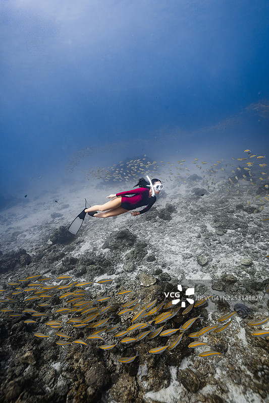 潜水员在鱼群上方珊瑚礁上游泳图片素材