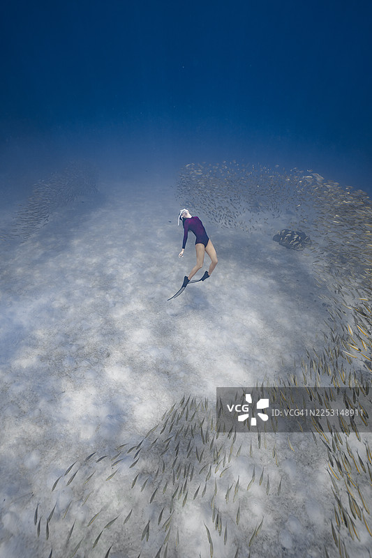 潜水者被鱼群包围在水下图片素材