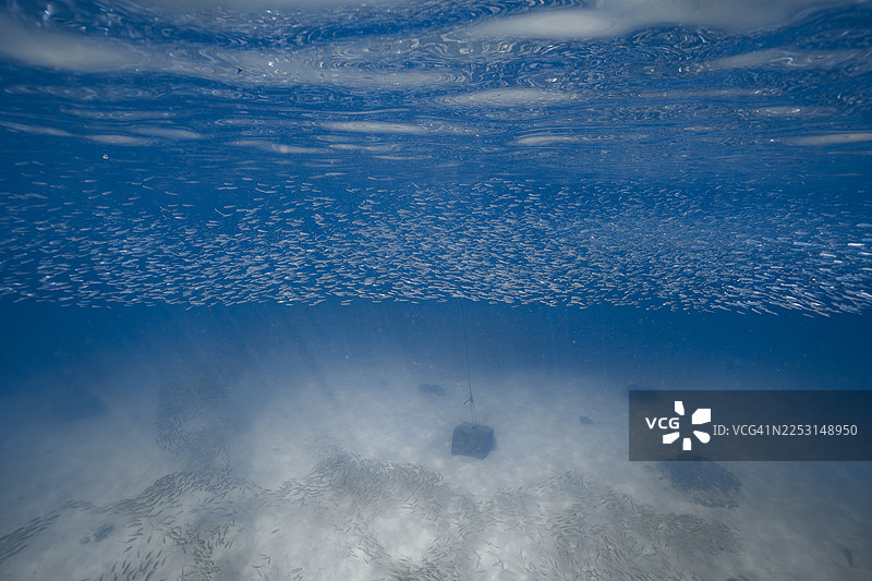 水下海洋场景，鱼群游动图片素材