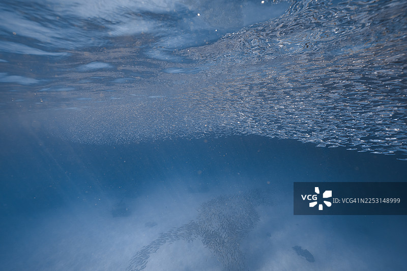 鱼群在海底的海洋场景图片素材