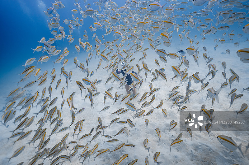 潜水者被热带鱼群包围图片素材