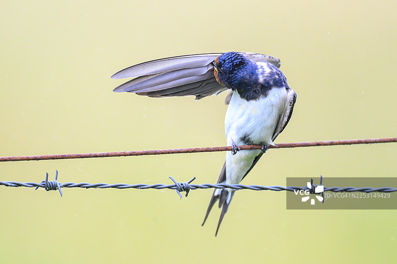 燕子（家燕）在带刺的铁丝网上梳理羽毛，地点：德国下萨克森州迪默沼泽地/迪普霍尔茨沼泽地图片素材