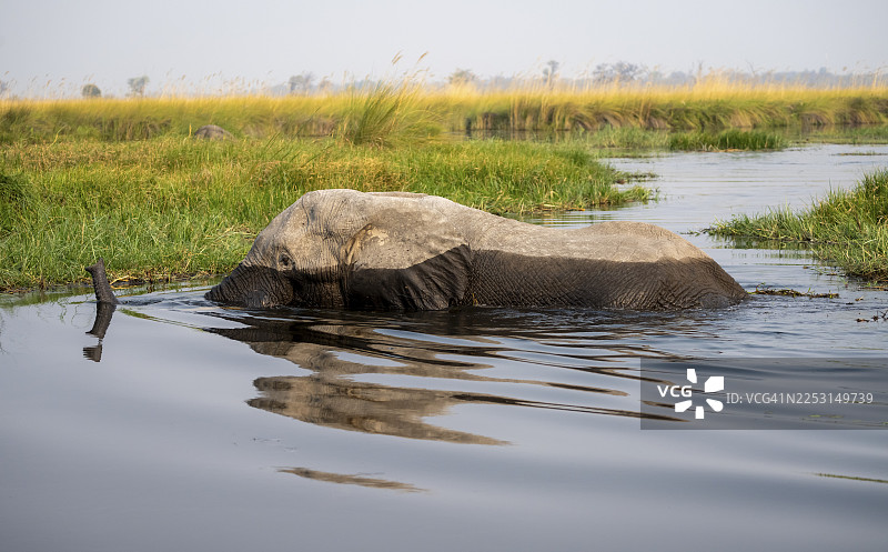 非洲象（Loxodonta africana）在博茨瓦纳莫雷米保护区奥卡万戈三角洲Xakanaxa泻湖的沼泽中游泳图片素材