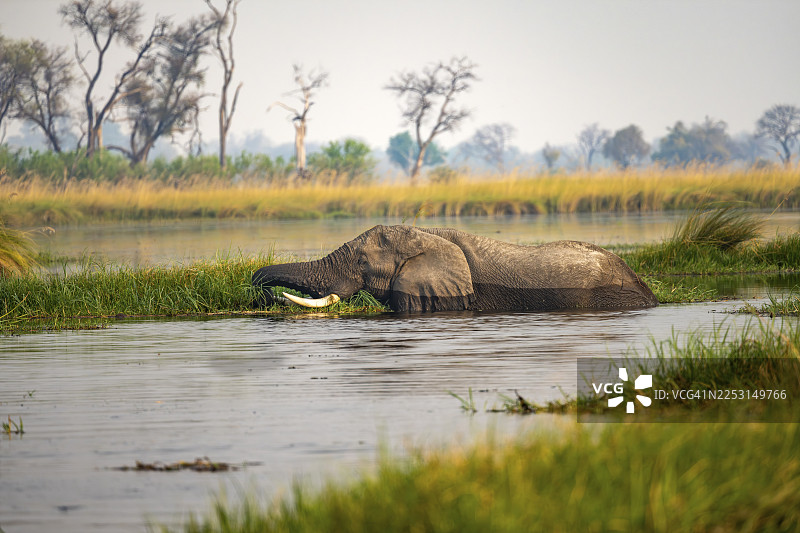 非洲象（Loxodonta africana）在沼泽中游泳，正在觅食，位于博茨瓦纳莫雷米保护区卡卡纳卡泻湖图片素材