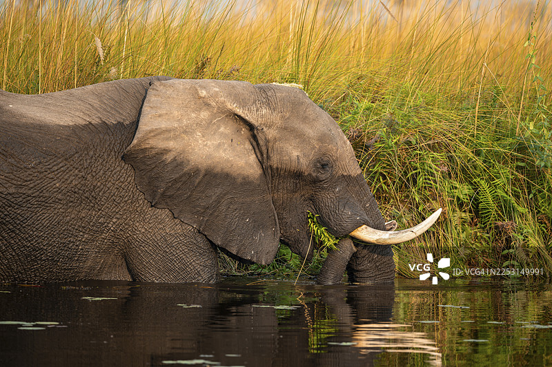 非洲象(Loxodonta africana)在沼泽中吃蕨类植物,动物肖像,哈卡纳卡泻湖,奥卡万戈三角洲,莫雷米野生动物保护区,博茨瓦纳图片素材