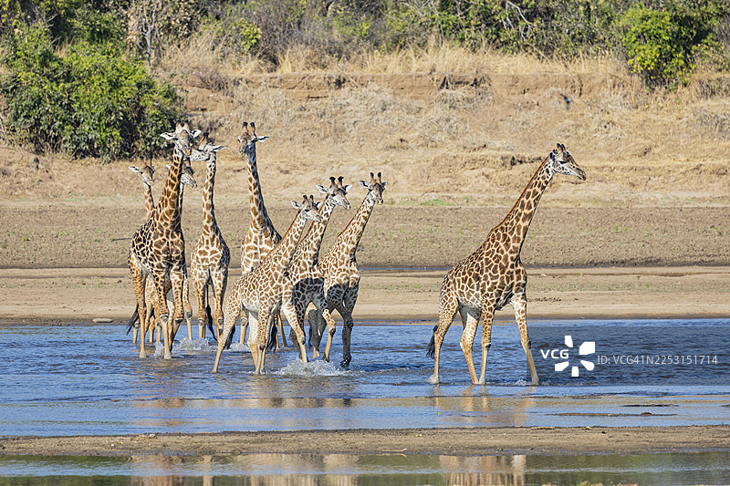Thornicroft's Giraffe (Giraffa camelopardalis thornicrofti) 正在穿越赞比亚的卢安瓜河，摄于八月图片素材