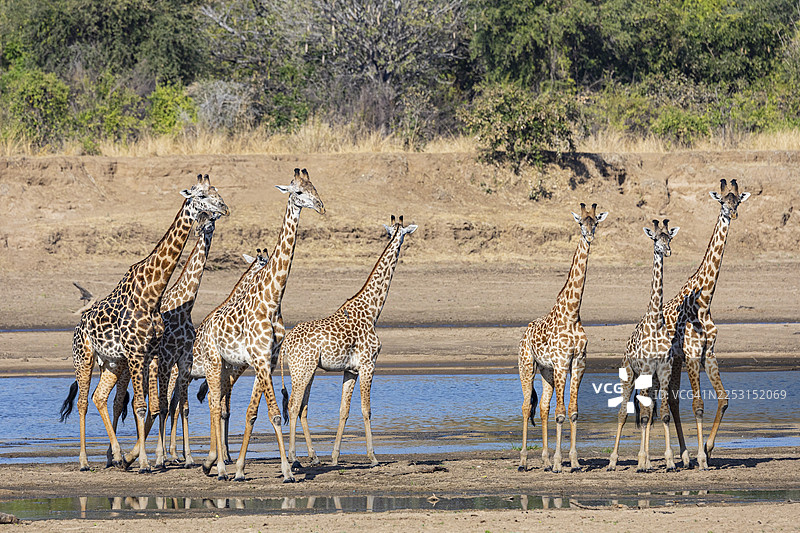 2019年8月， Thornicroft's Giraffe（长颈鹿 Thornicroft）在赞比亚的卢安瓜河上迁徙图片素材